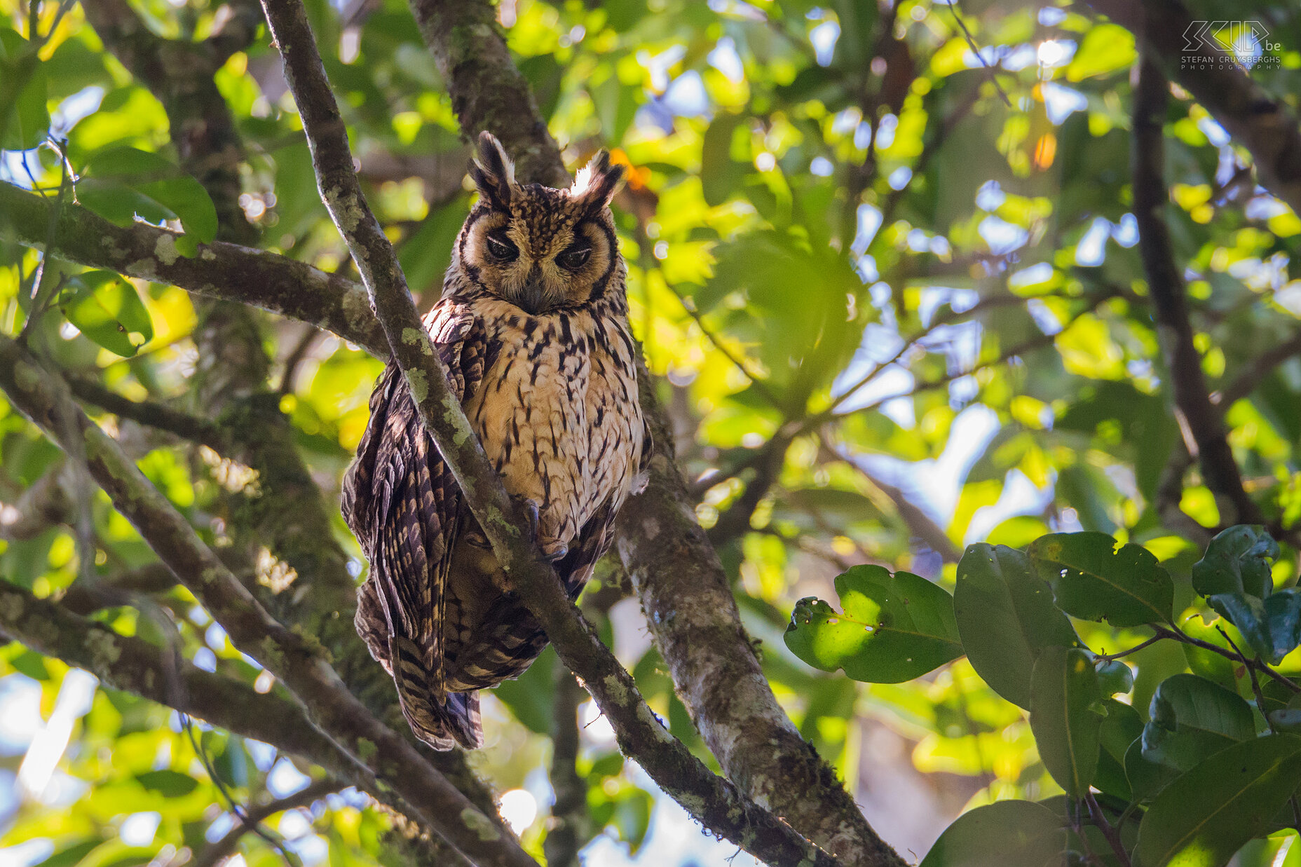 Ranomafana - Madagaskar ransuil Hoog in een boom zagen we een Madagaskar ransuil (Madagascan long-eared owl, Asio madagascariensis). Stefan Cruysberghs